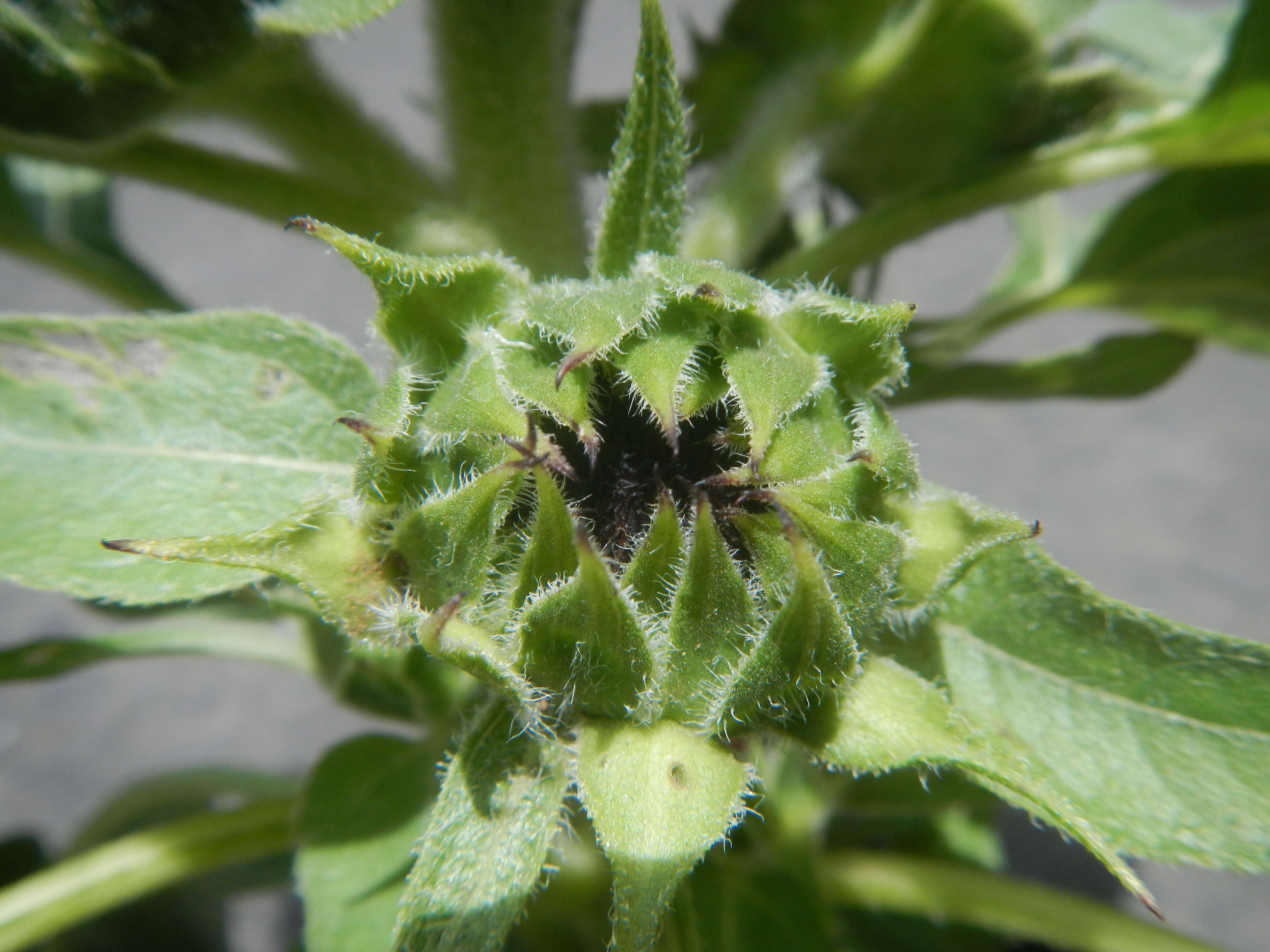 Image of common sunflower