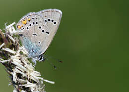 Sivun Cyaniris bellis kuva