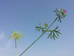 Plancia ëd Geranium dissectum L.