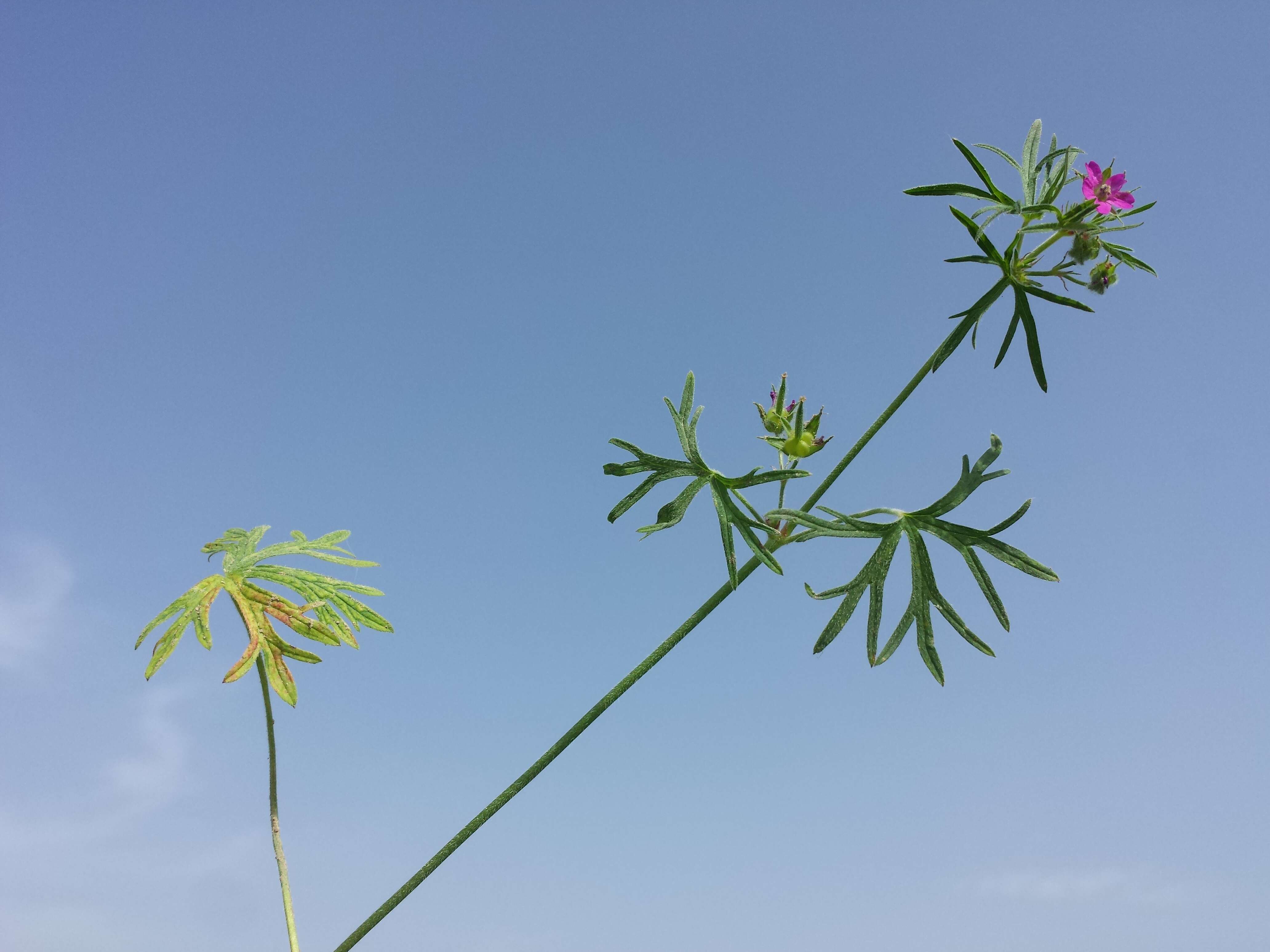 Plancia ëd Geranium dissectum L.