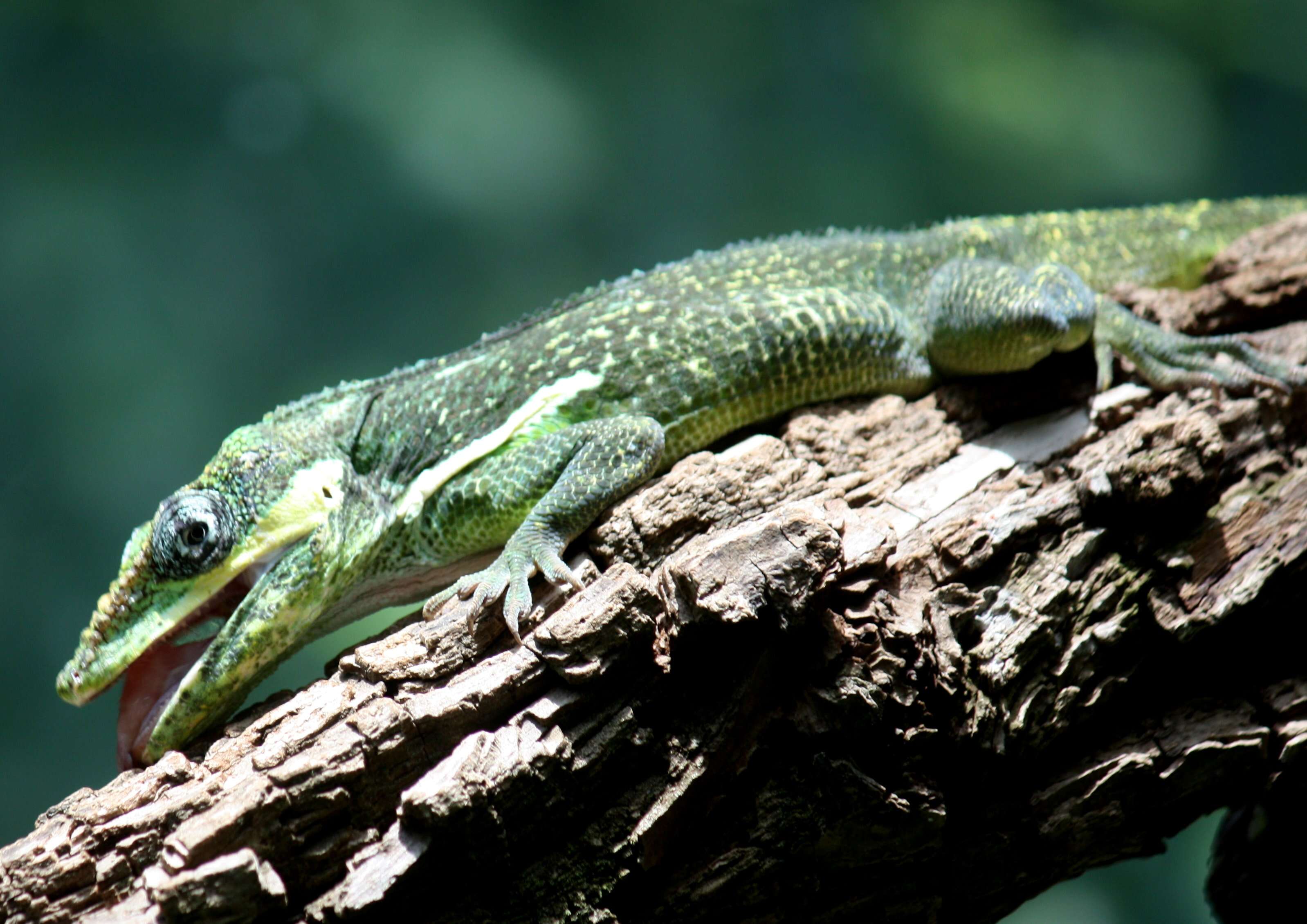 Image of Anolis smallwoodi Schwartz 1964