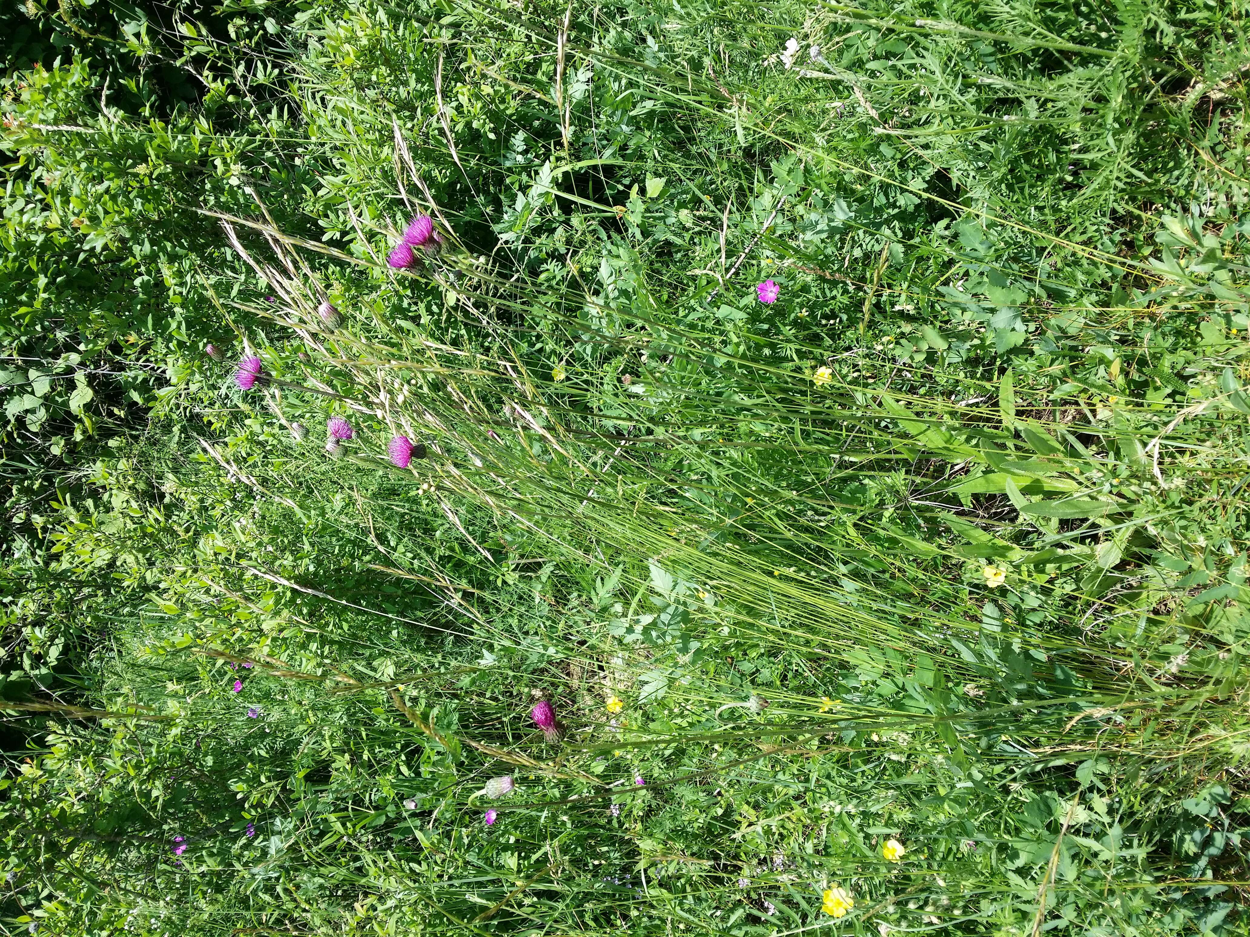 Plancia ëd Helictochloa pratensis (L.) Romero Zarco