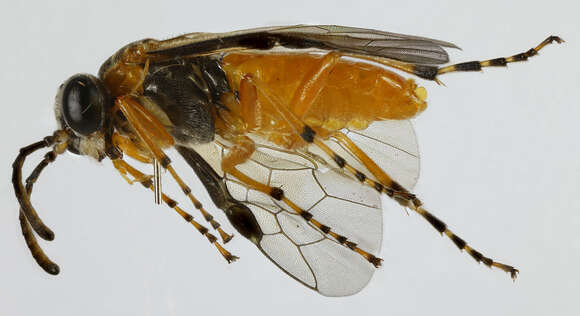 Image of <i>Athalia circularis</i>