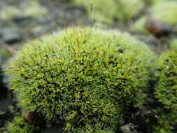 Image of tortula moss