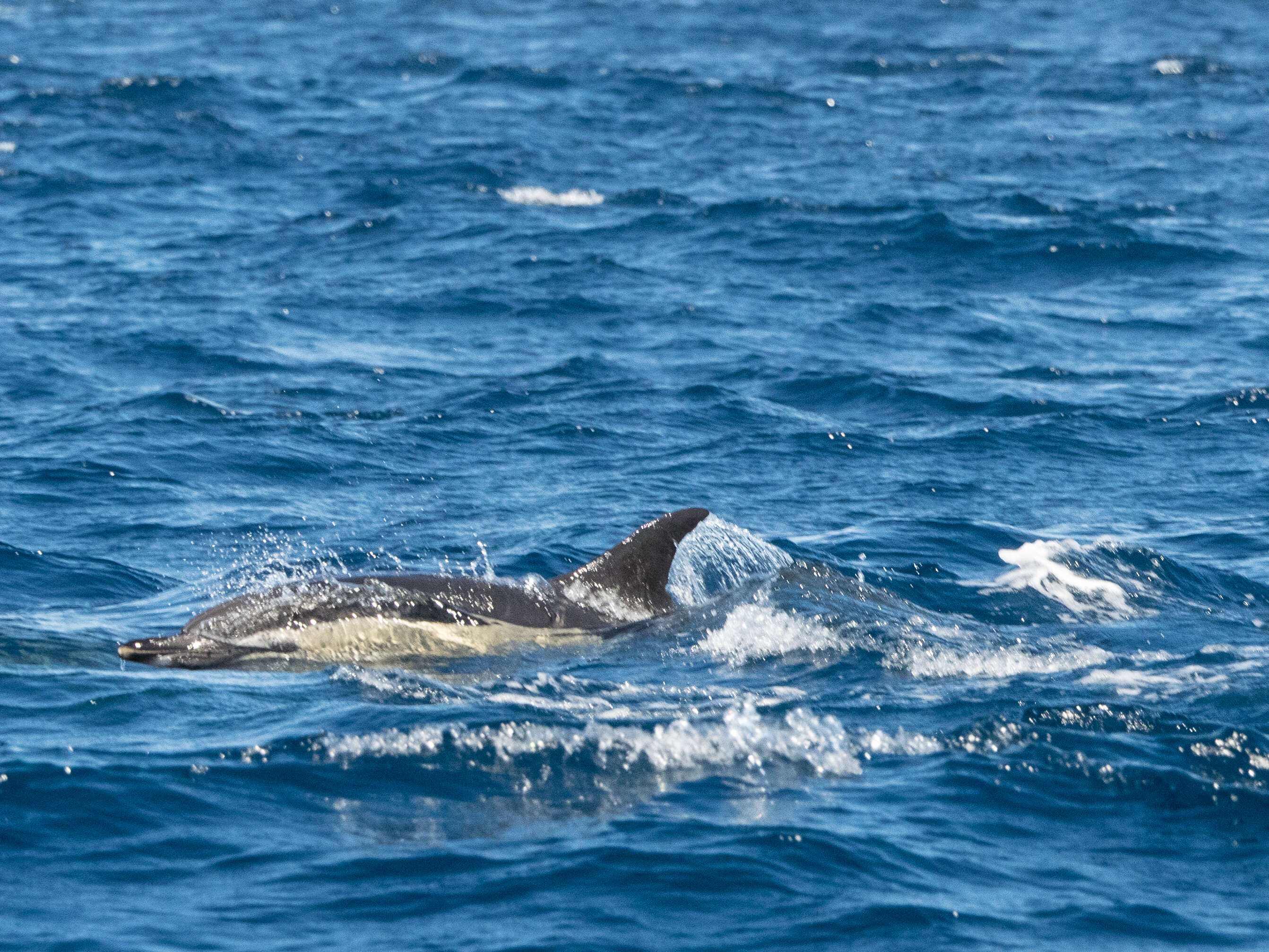 Image of Bottlenose Dolphin