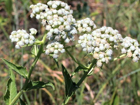 Image of American feverfew