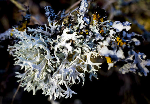 Image of ring lichen