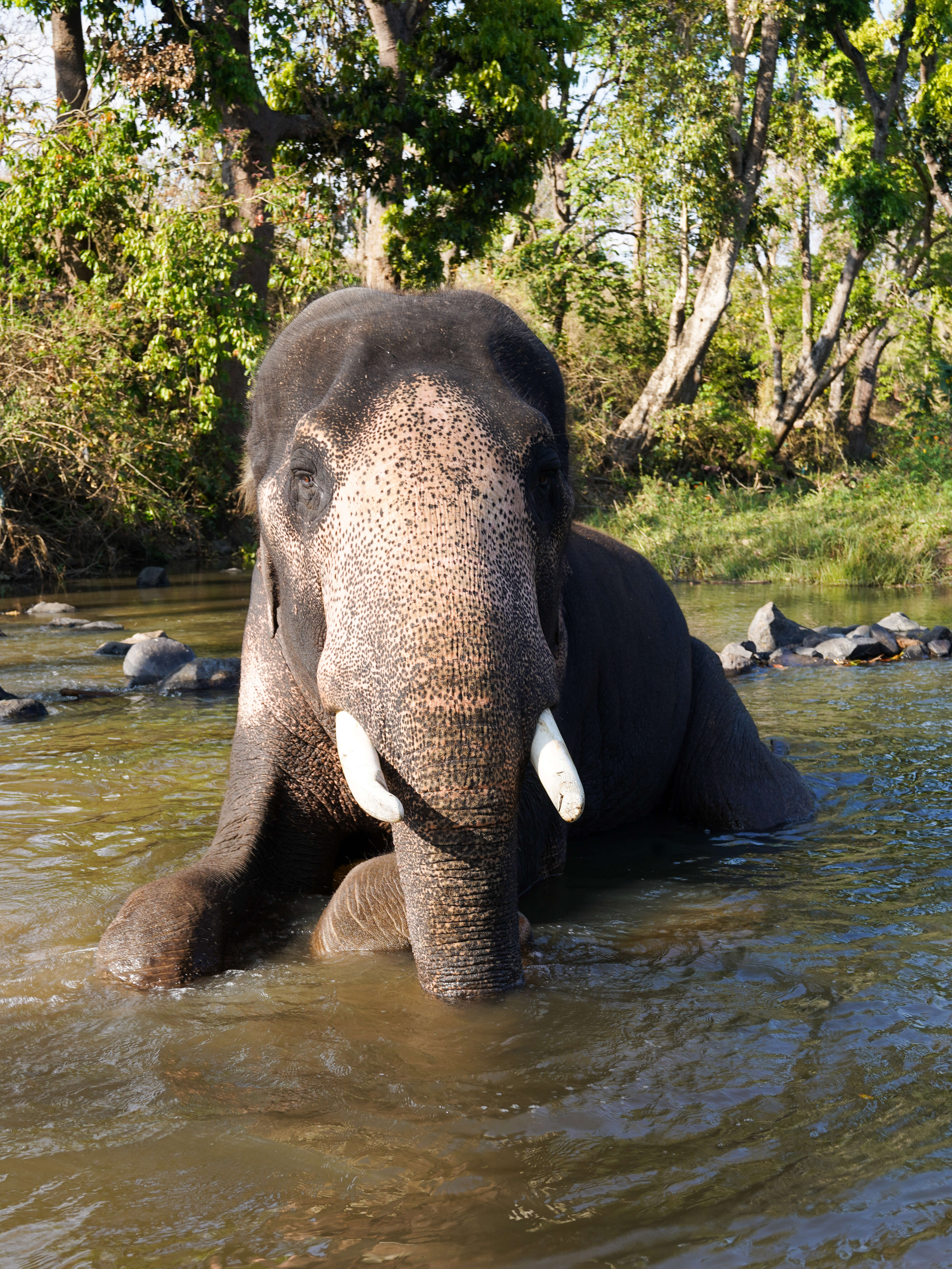 Image of Indian elephant