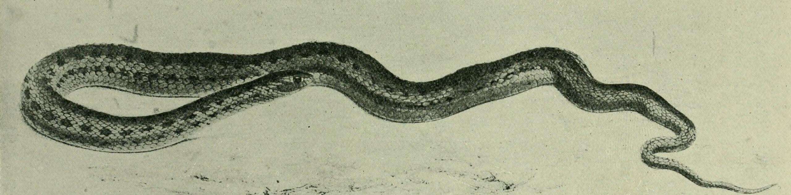 Image de Dipsina multimaculata (A. Smith 1847)