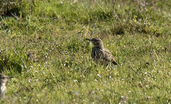 Imagem de Anthus pratensis (Linnaeus 1758)