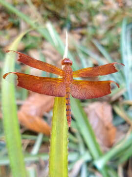 Image of Black Stream Glider