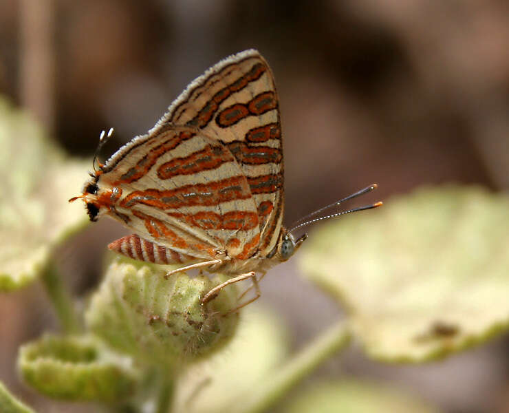 Слика од Cigaritis schistacea