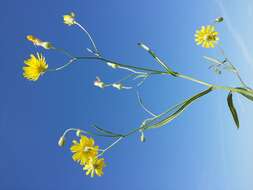 Image of narrowleaf hawksbeard