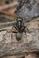 Image of (Eastern) black carpenter ant