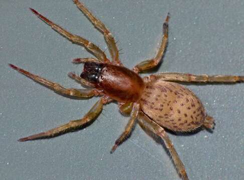 Image of sac spiders