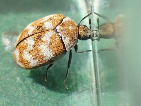 Image of Sacramento Anthicid Beetle