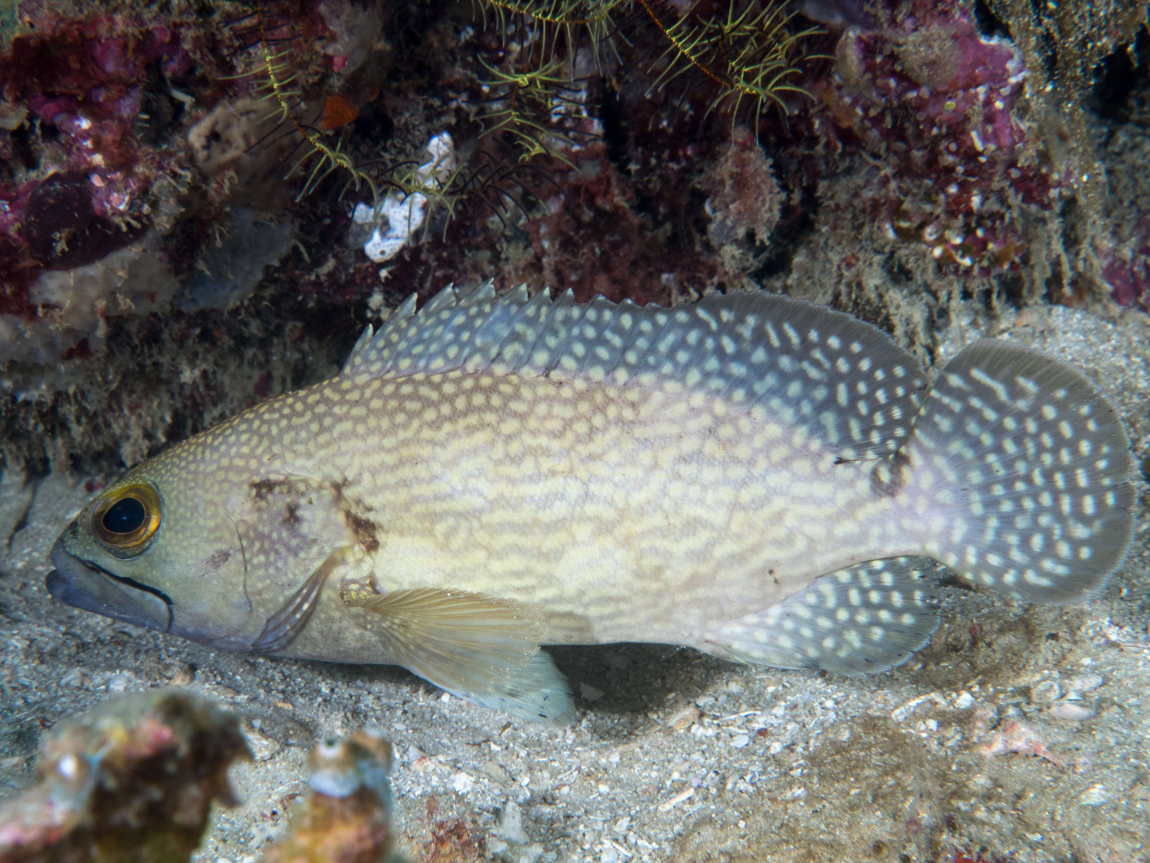 Imagem de Epinephelus ongus (Bloch 1790)