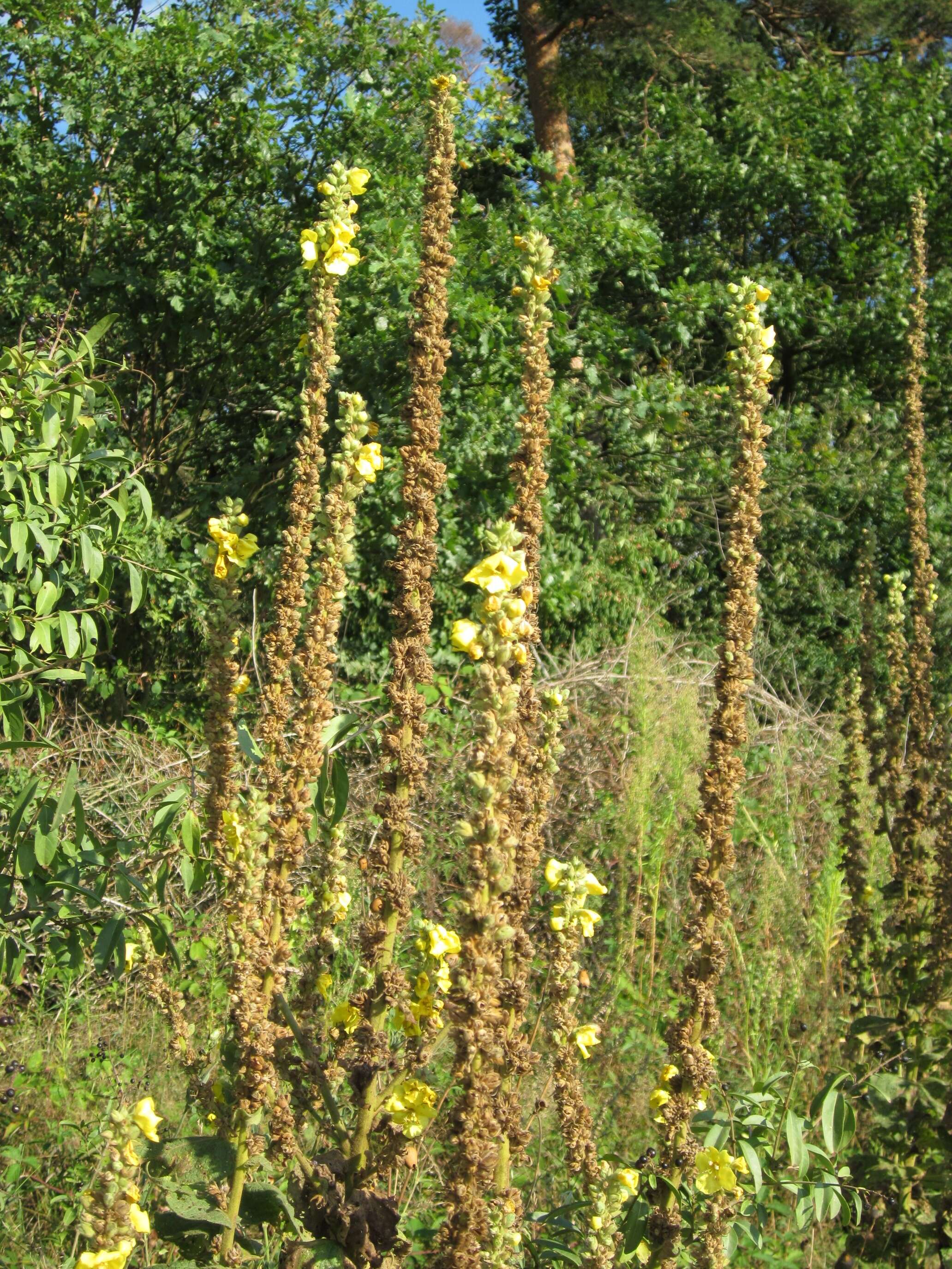 Image of Great Mullein