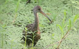 Image of limpkins