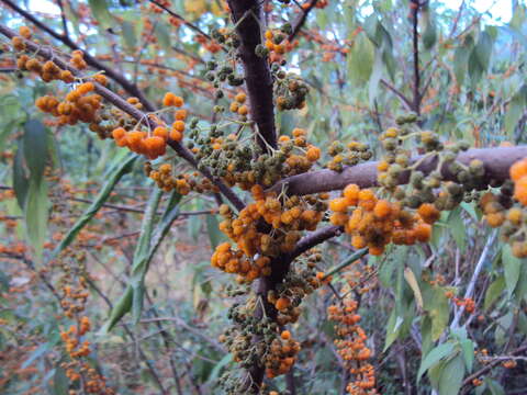 Imagem de Debregeasia longifolia (Burm. fil.) Wedd.