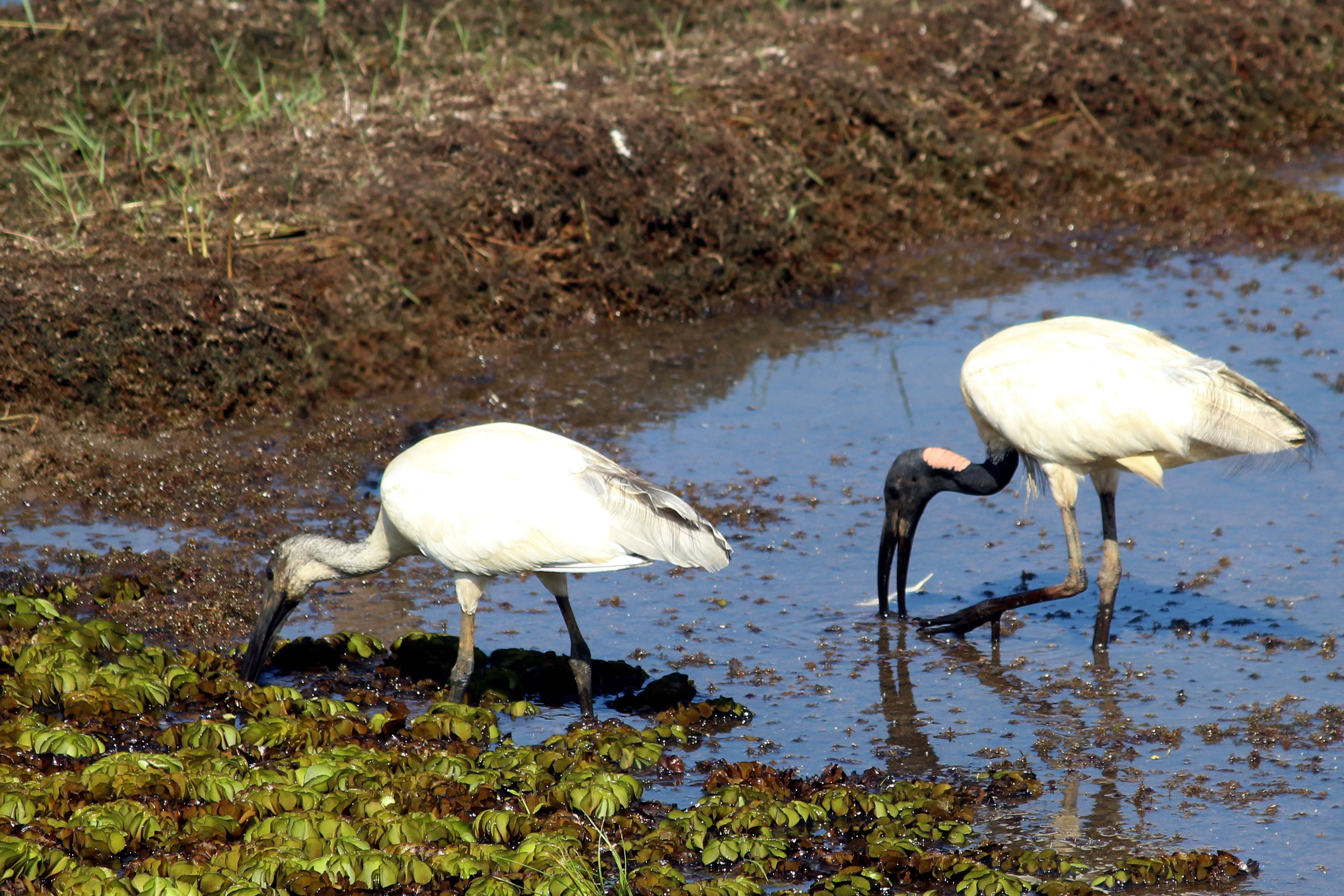 Image of Black-headed Ibis