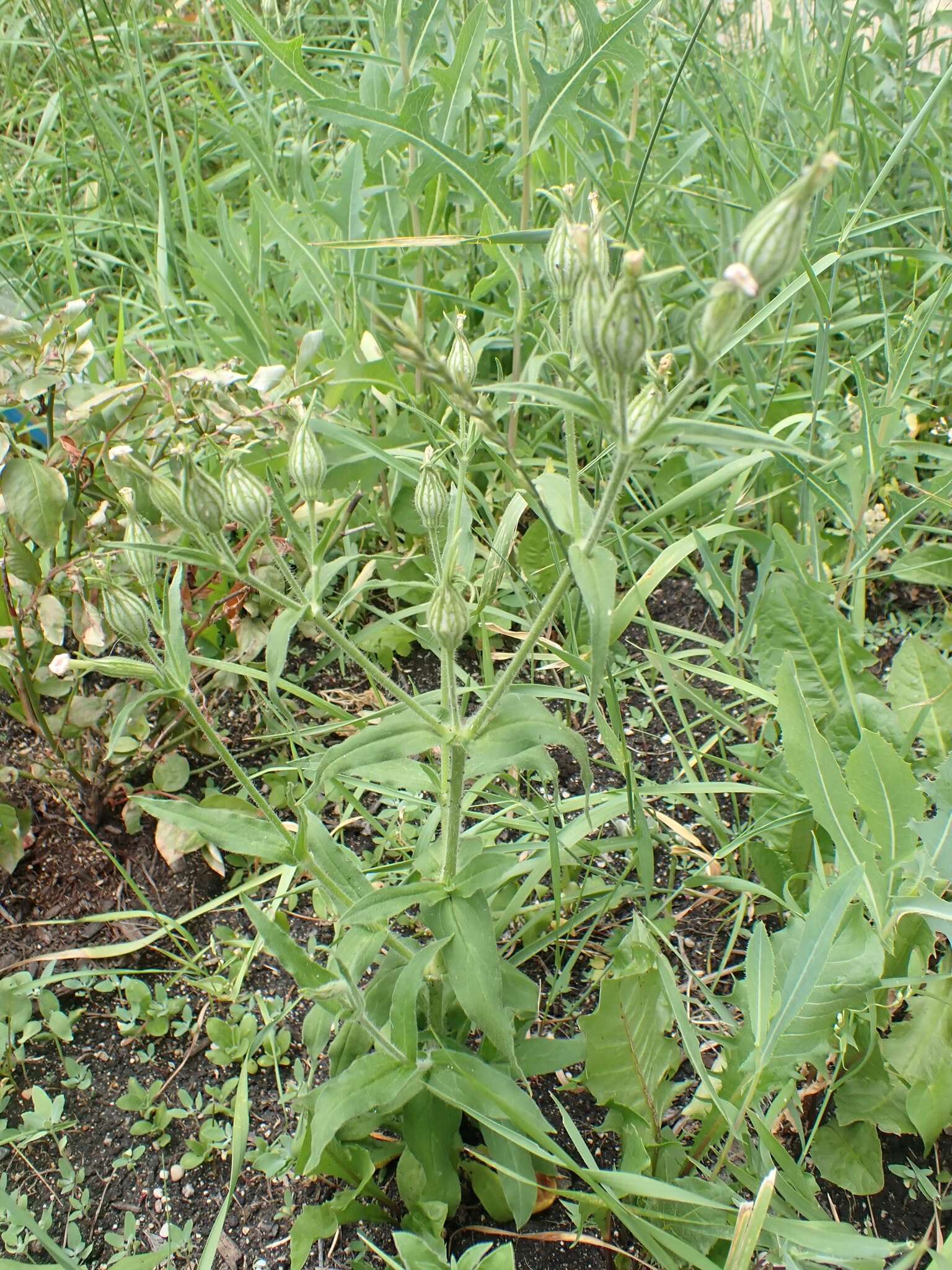 Image of night-flowering campion