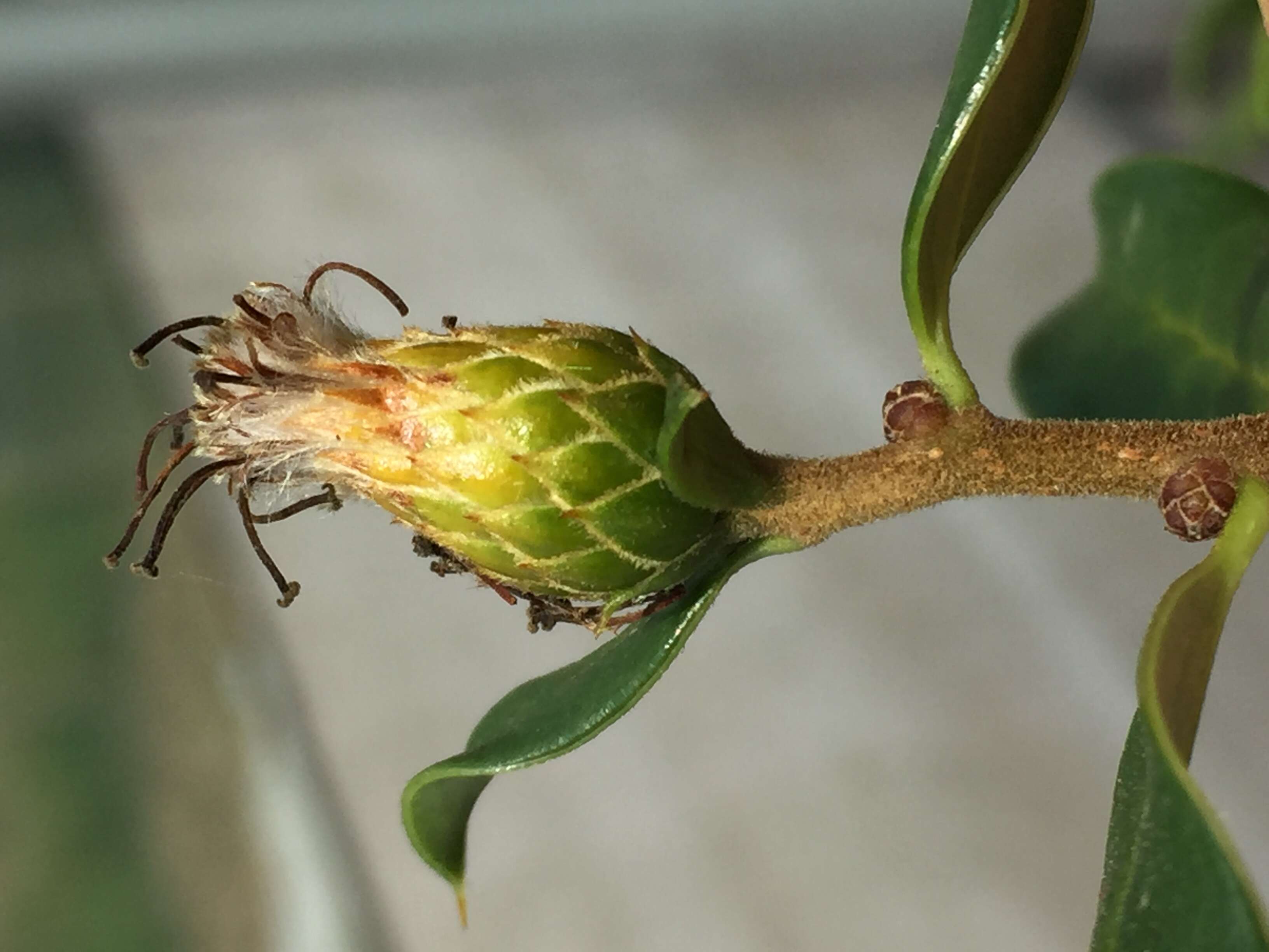 Image of Dasyphyllum diacanthoides (Less.) Cabrera