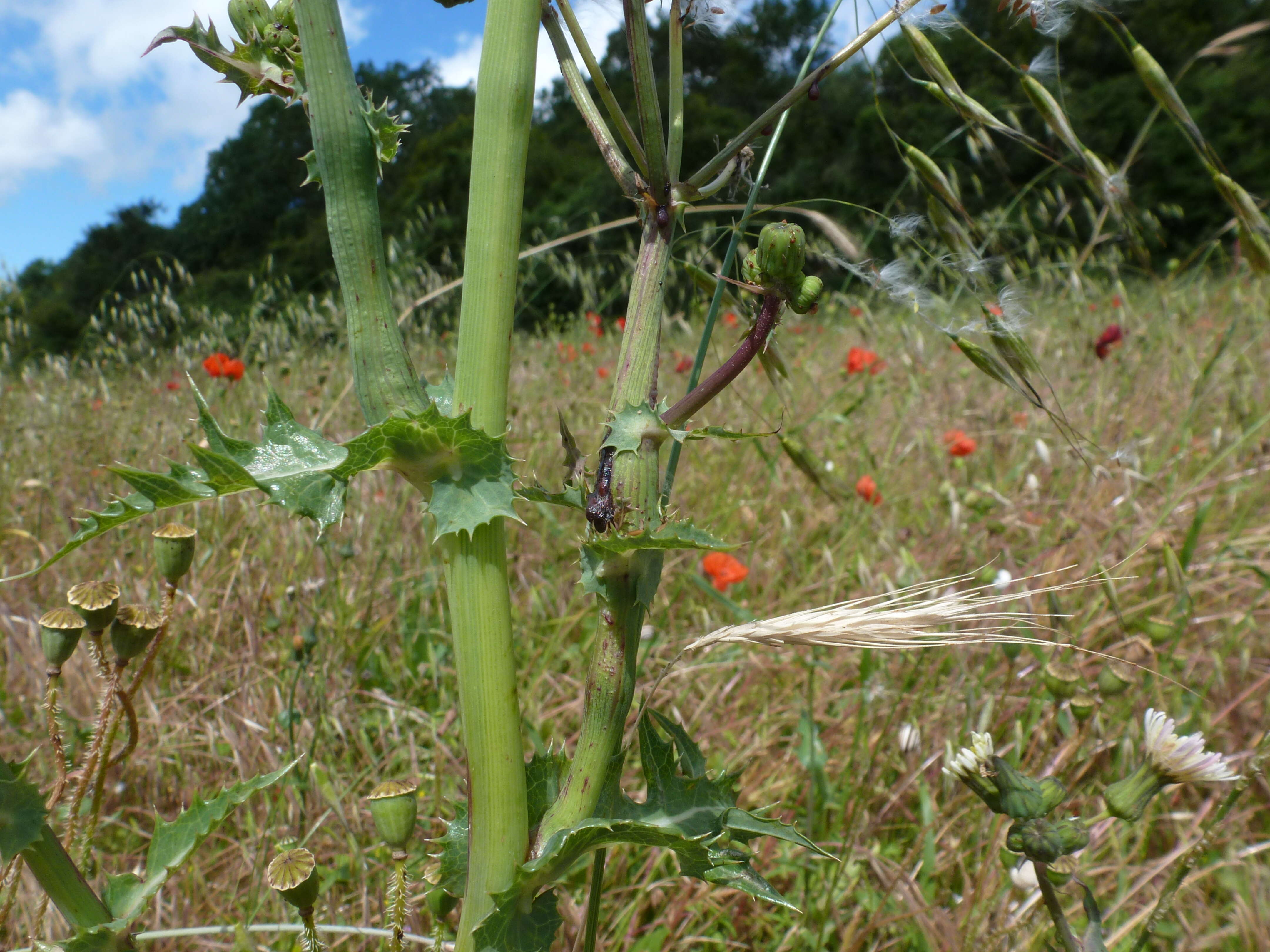 Plancia ëd Sonchus asper (L.) Hill