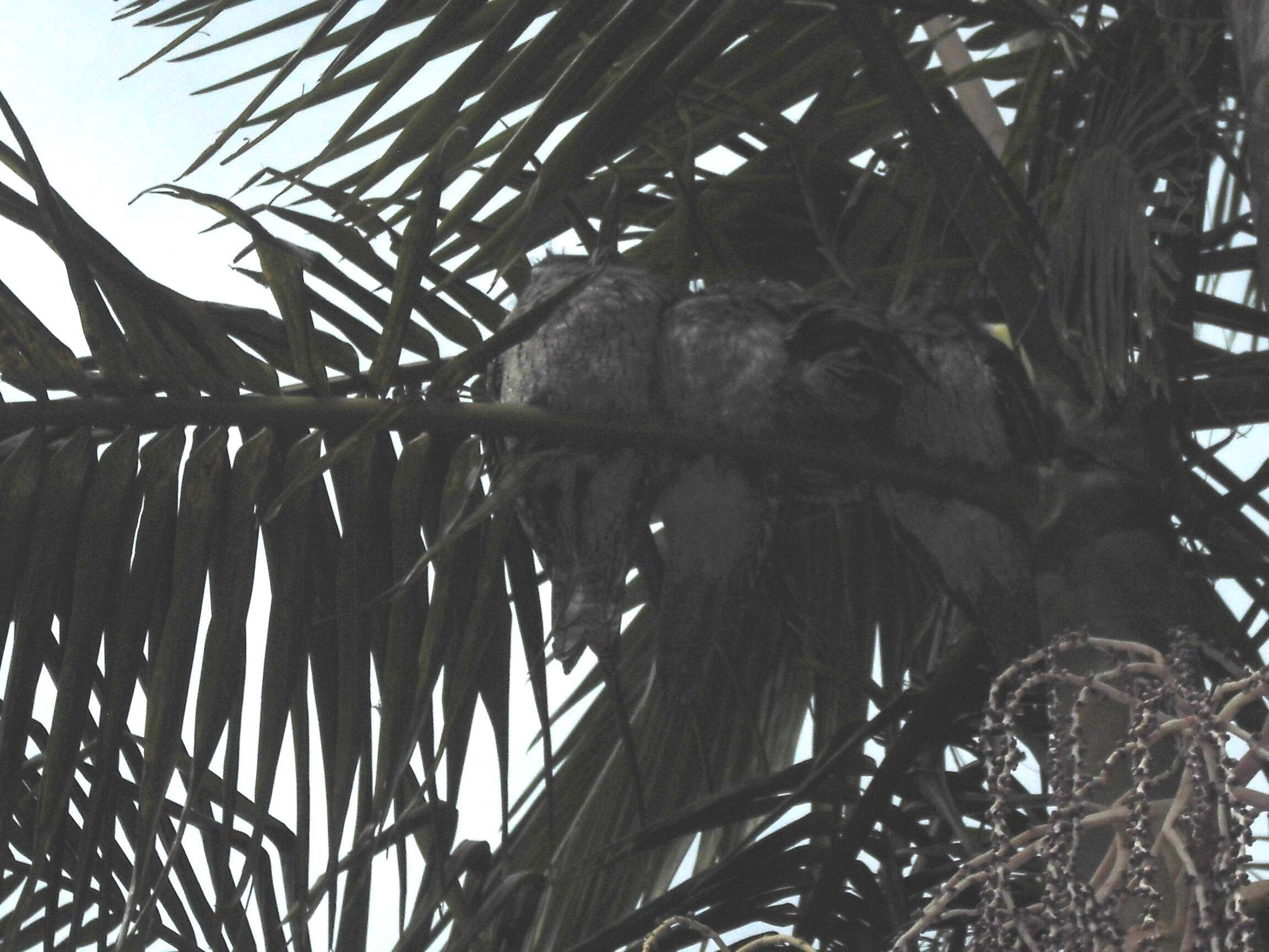 Image of Tawny Frogmouth