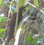 Image of Northern Barred Woodcreeper