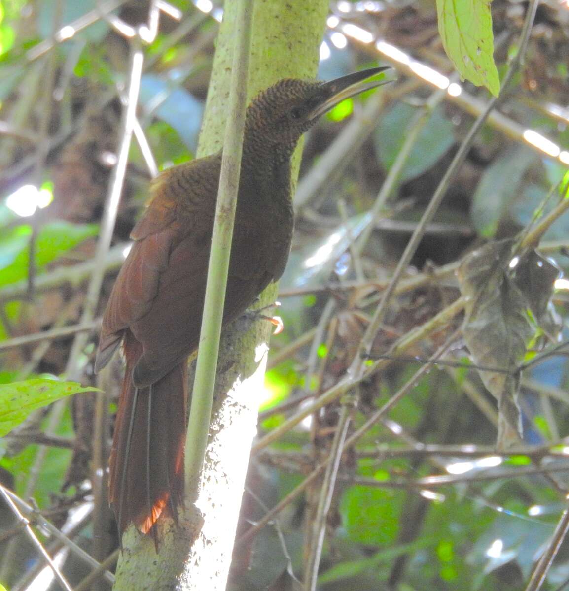 Image of Northern Barred Woodcreeper