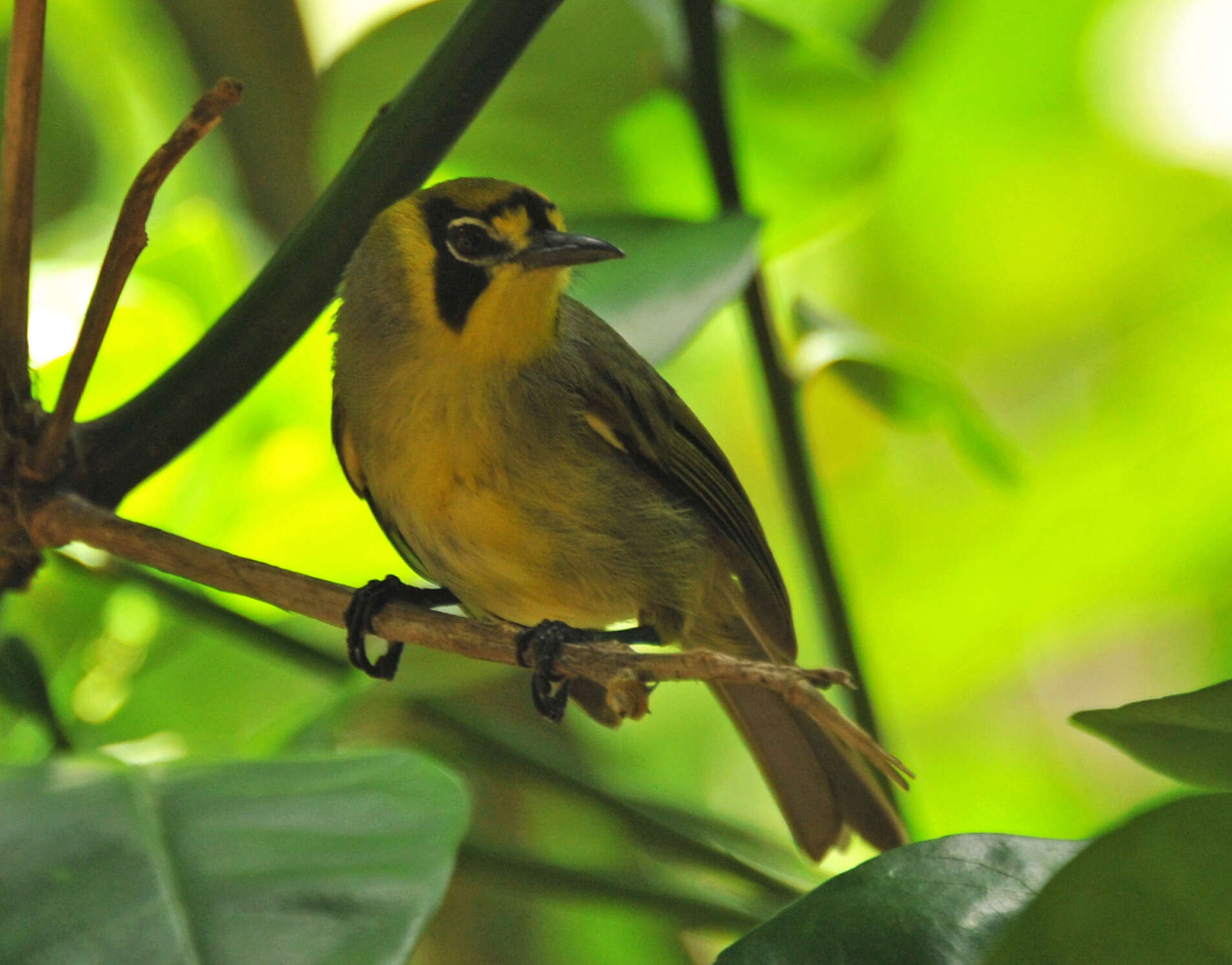 Image de Apalopteron Bonaparte 1854