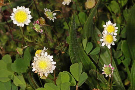 Image of Goose daisy