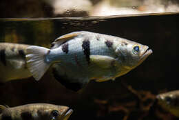 Image of Banded Archerfish