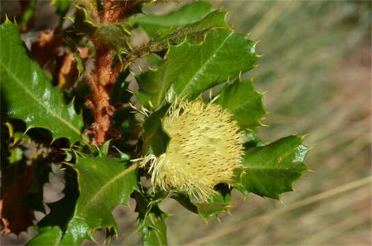 Image of Banksia obovata A. R. Mast & K. R. Thiele