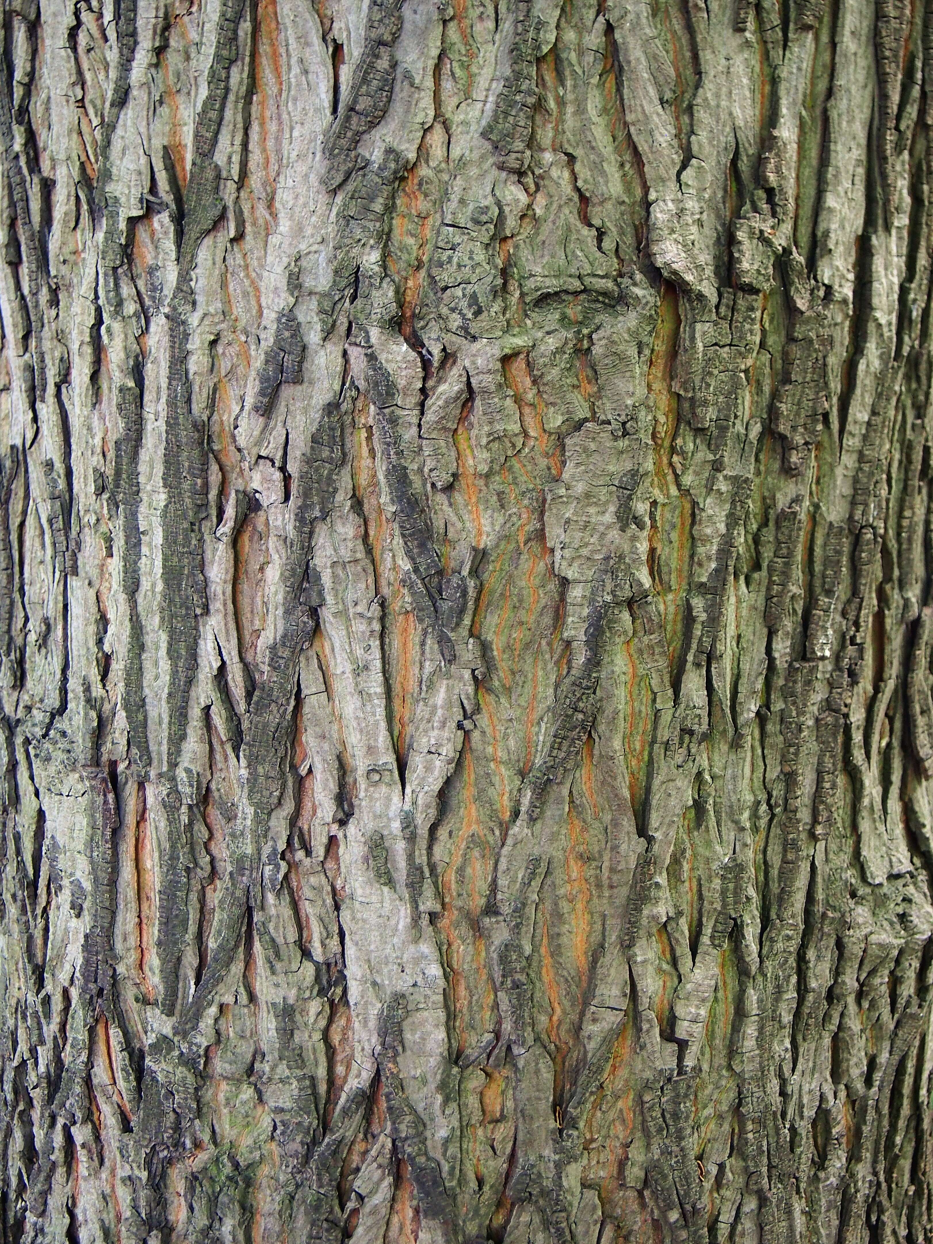 Image of shellbark hickory