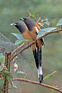 Image of Rufous Treepie