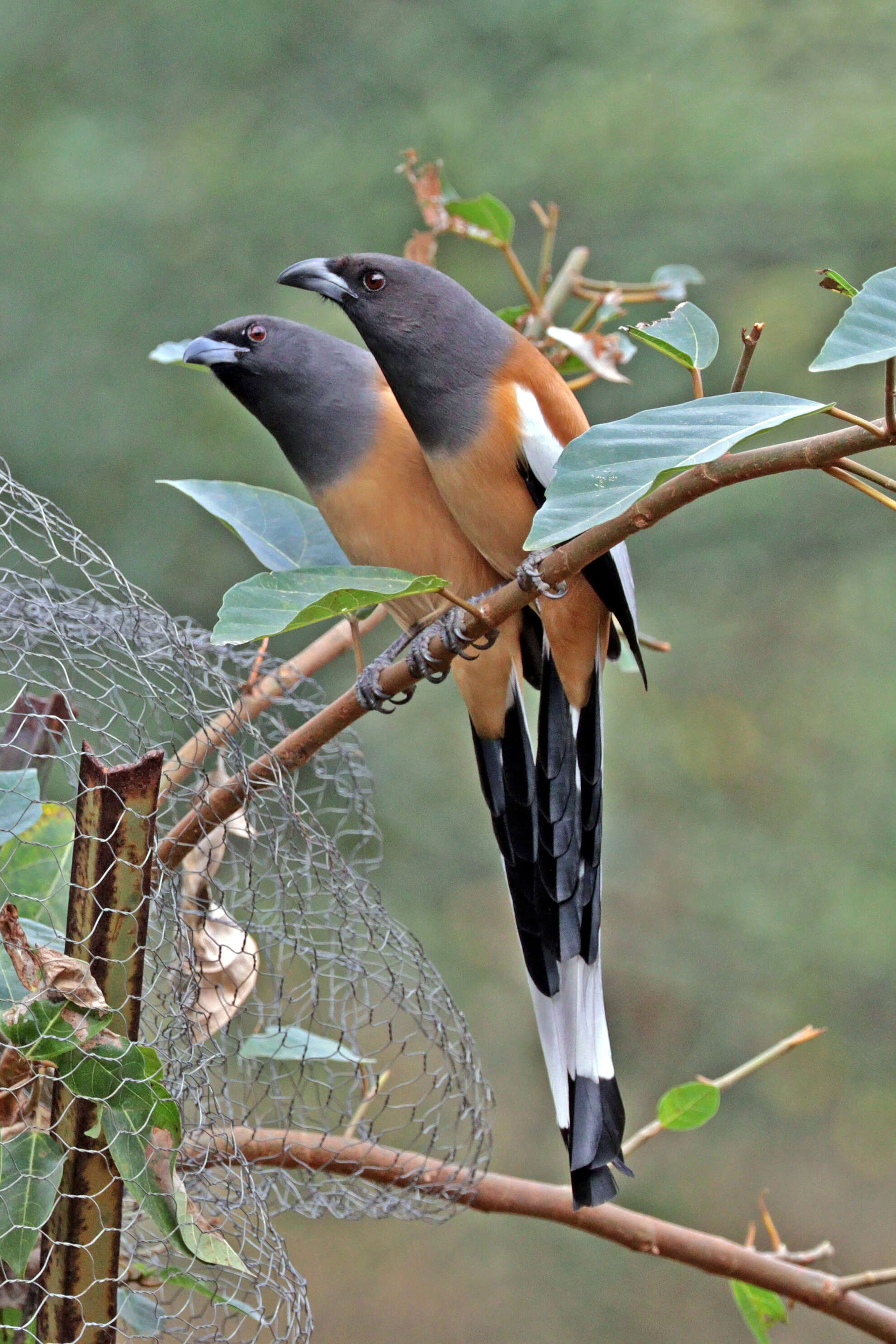 Image of Rufous Treepie