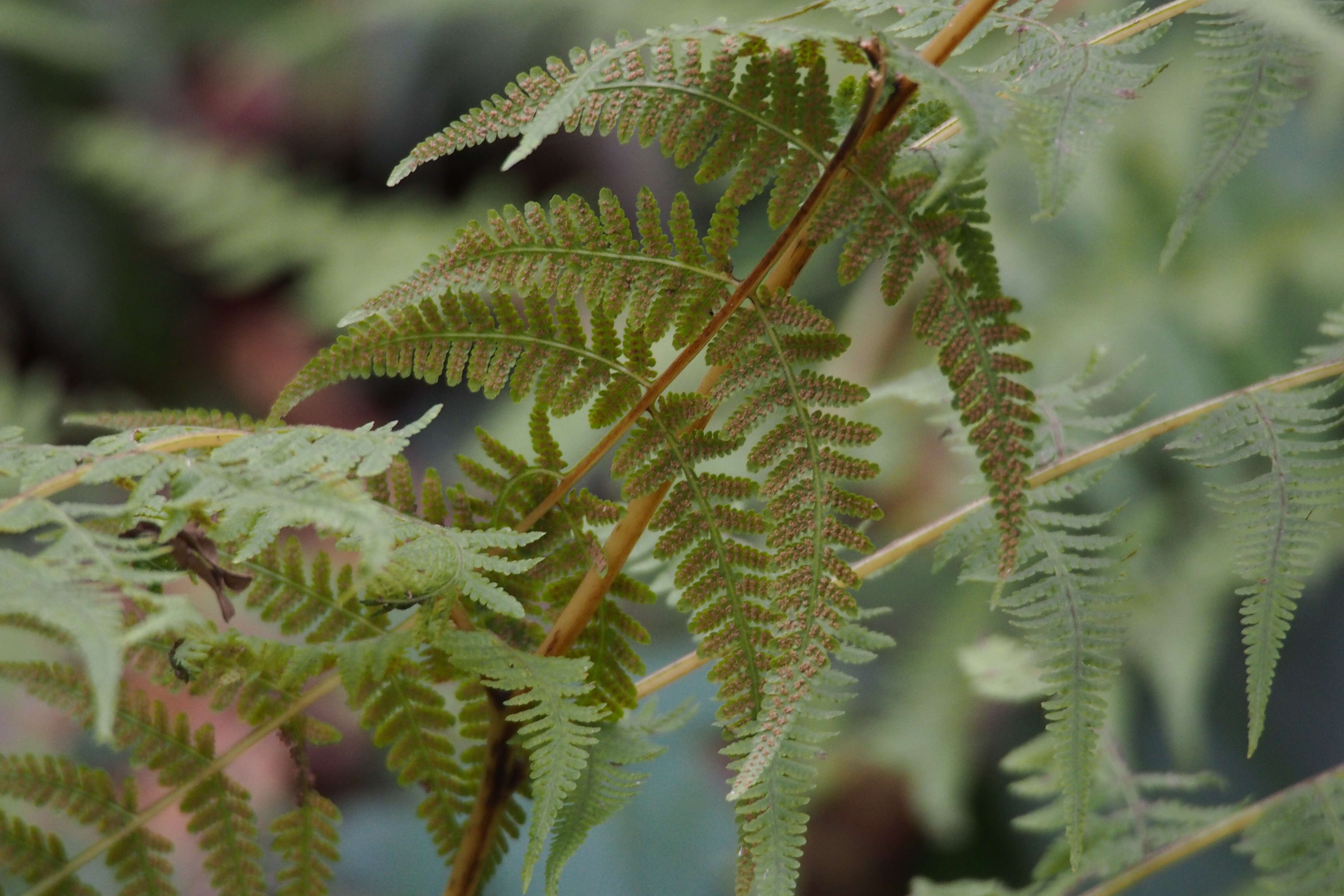 Image of swordfern