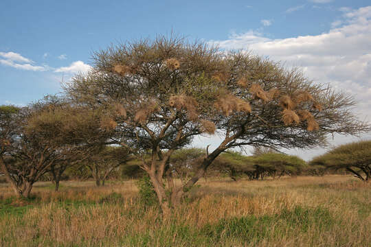 Vachellia tortilis (Forssk.) Galasso & Banfi的圖片