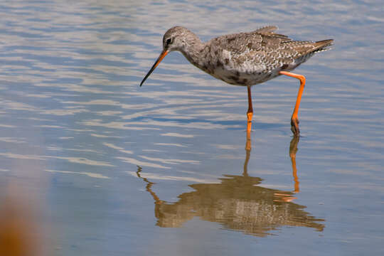 Image of Spotted Redshank