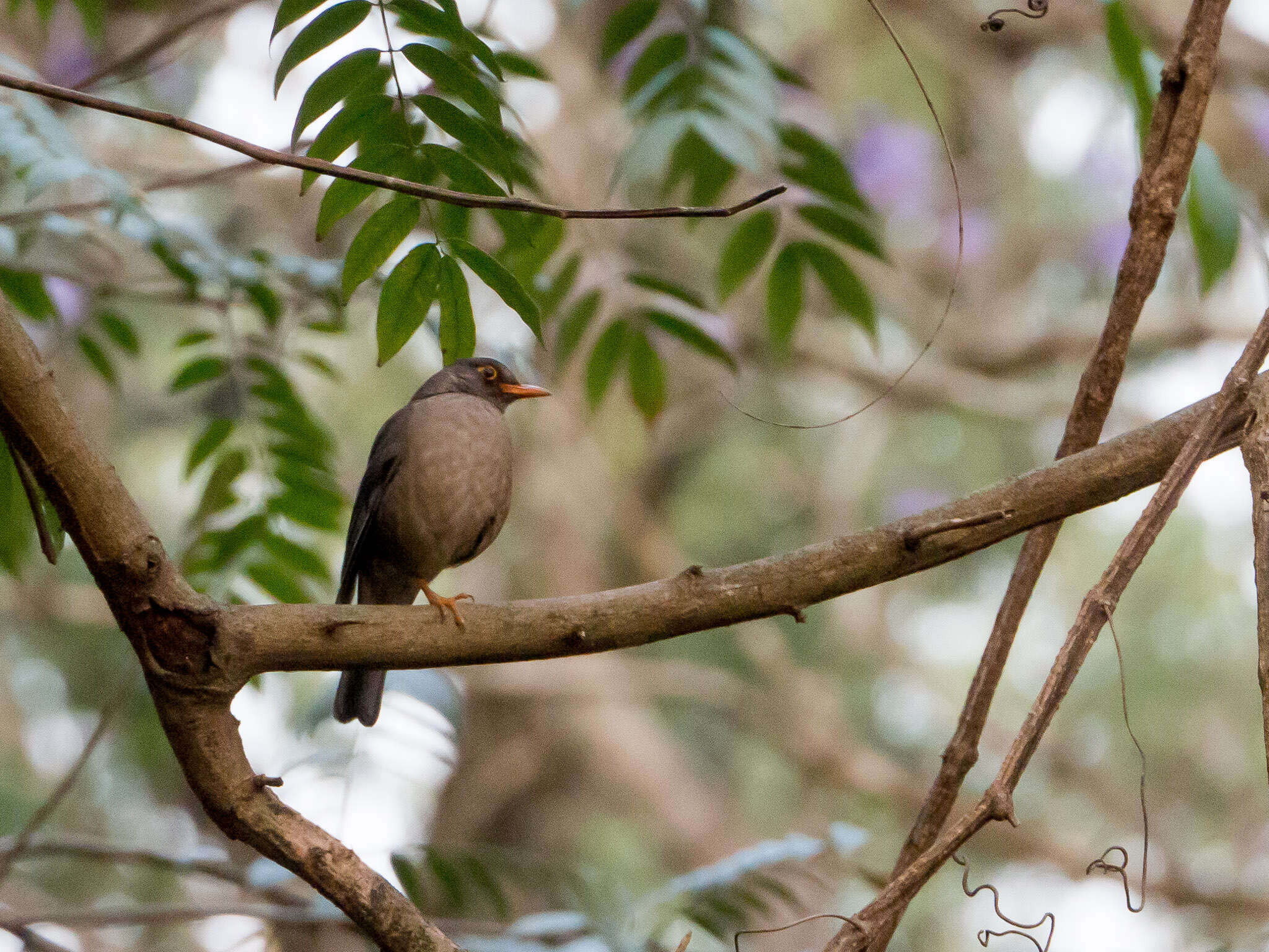 Image of Indian Blackbird