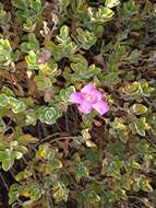 Image of Texas barometer bush