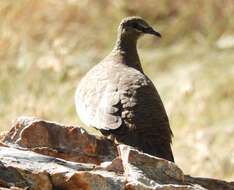 Image of White-quilled Rock Pigeon