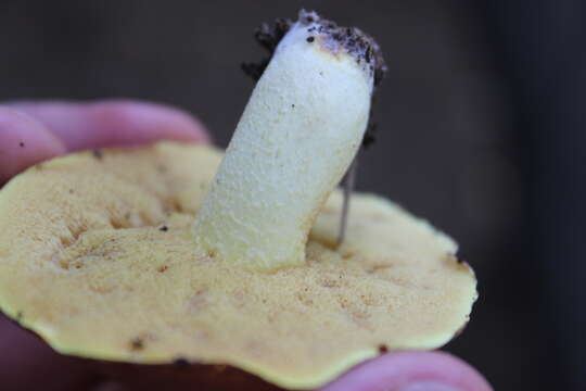 Image of Suillus granulatus (L.) Roussel 1796