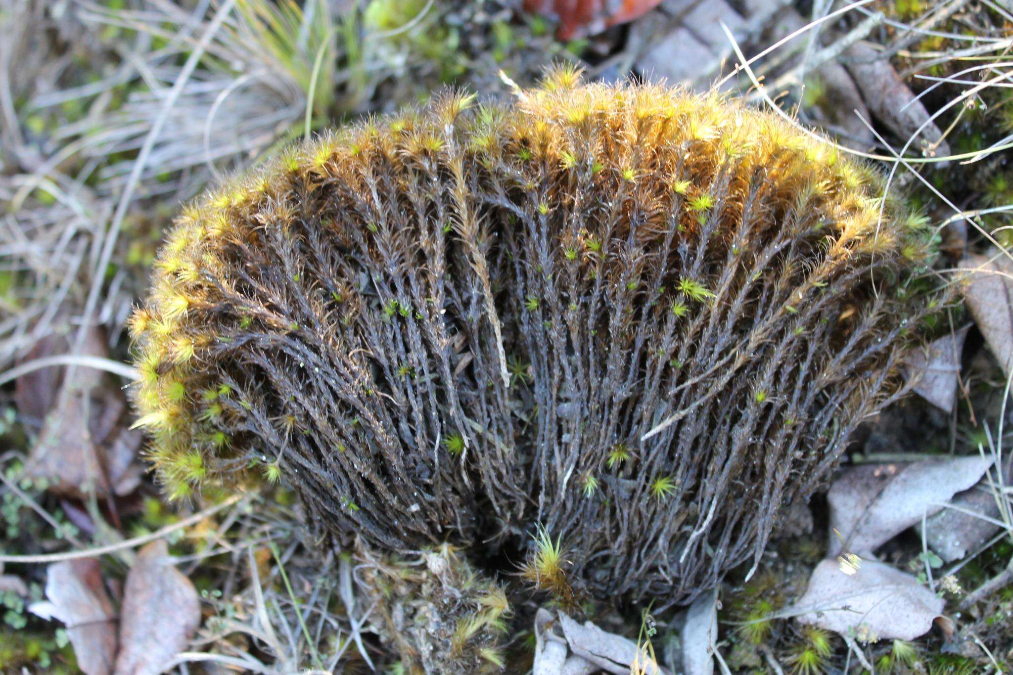 Image of campylopus moss