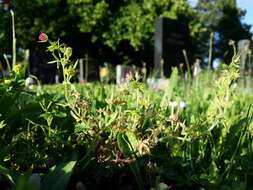 Image of cut-leaved cranesbill