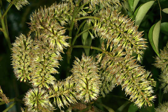 Plancia ëd Erythrophleum lasianthum Corbishley