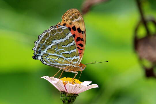 Image of Argynnis childreni