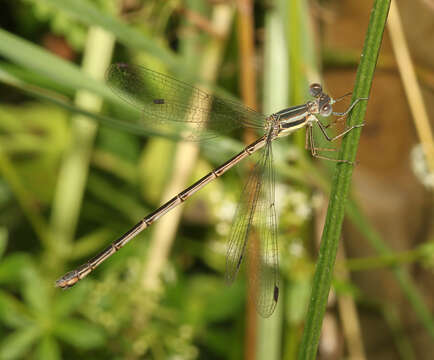 Image of Swamp Spreadwing